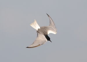 Guifette leucoptère
