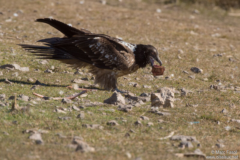 Bearded VultureSecond year, identification, feeding habits