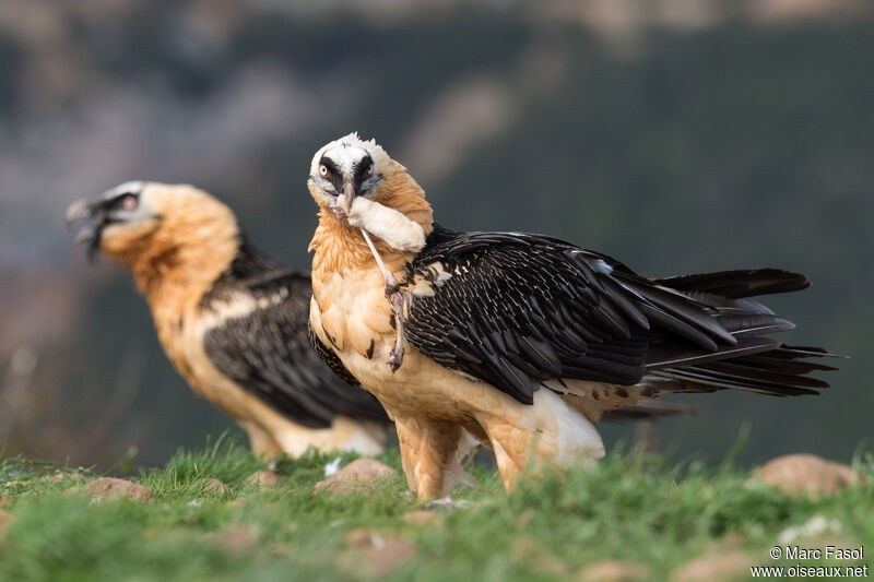 Bearded Vultureadult breeding, feeding habits, eats