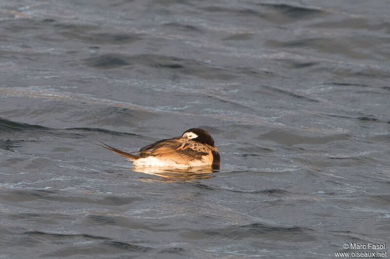 Long-tailed Duck male adult breeding, identification