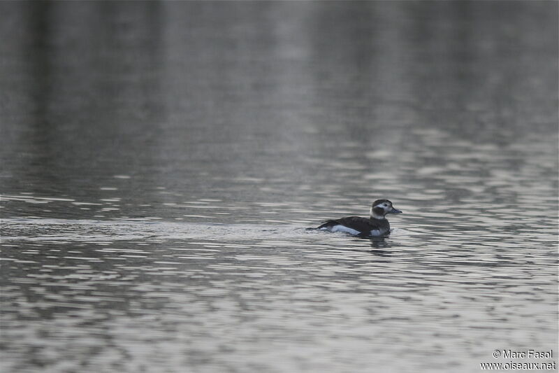 Long-tailed Duck female, identification