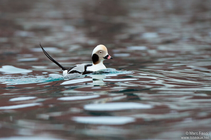 Long-tailed Duck male adult post breeding, identification, swimming
