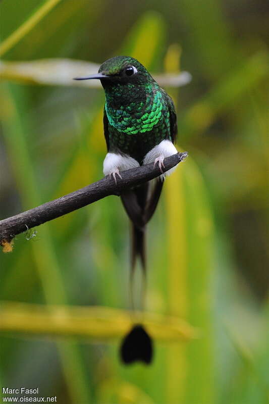White-booted Racket-tail male adult, close-up portrait