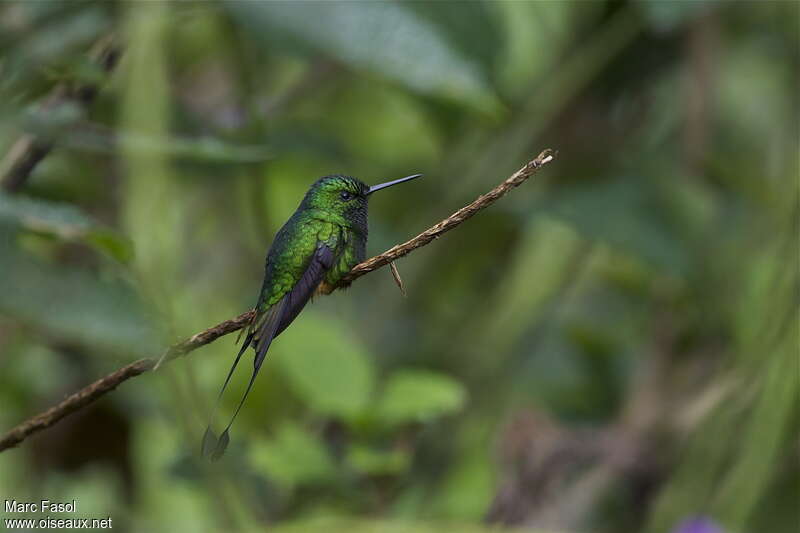 Rufous-booted Racket-tail male adult, identification