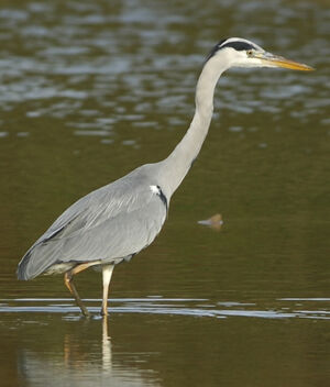 Grey Heron