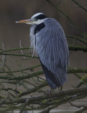 Grey Heron