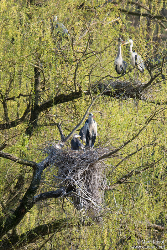 Grey Heron, identification, courting display, Reproduction-nesting, colonial reprod.