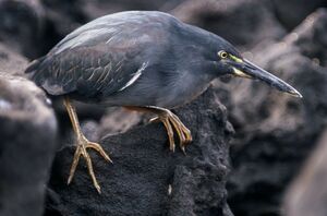 H�ron des Galapagos
