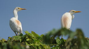 Western Cattle Egret 
&copy; Marc Fasol