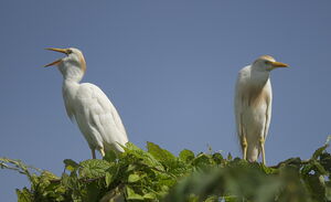 Western Cattle Egret 
&copy; Marc Fasol