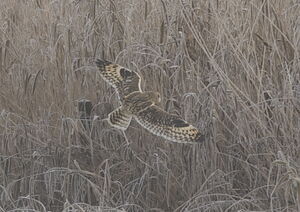 Short-eared Owl