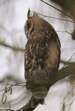 Hibou moyen-duc 
&copy; Marc Fasol
