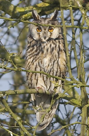 Hibou moyen-duc 
&copy; Marc Fasol