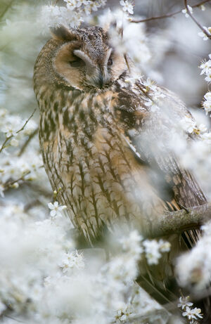 Long-eared Owl