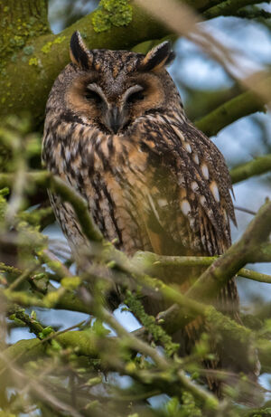 Long-eared Owl