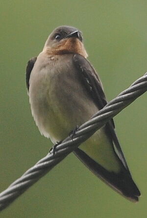 Hirondelle � gorge rousse