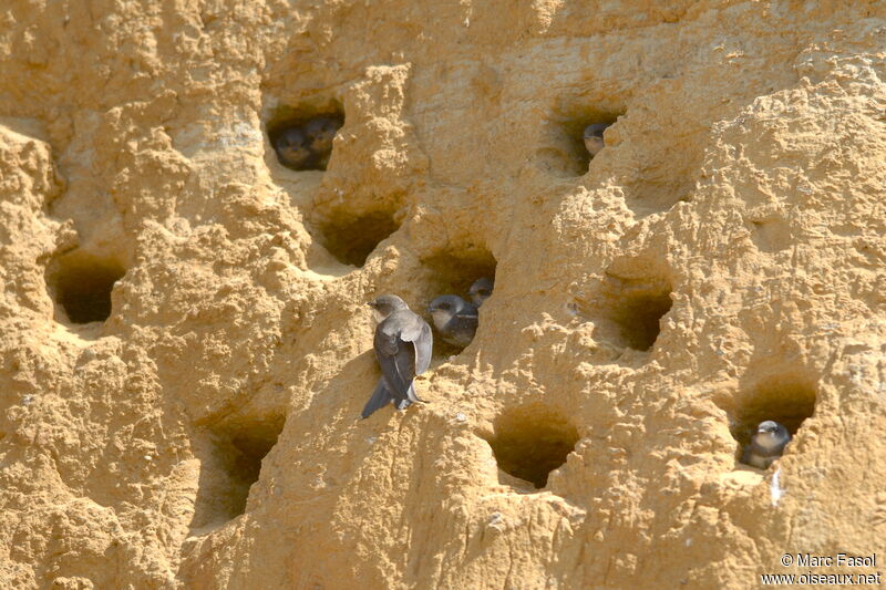 Sand Martinadult breeding, Reproduction-nesting
