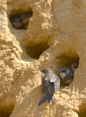 Hirondelle de rivage