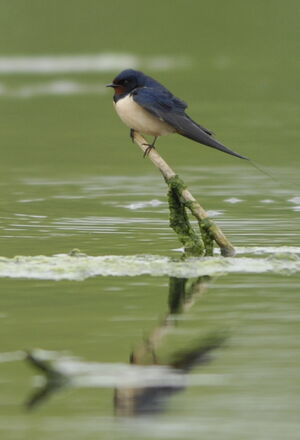 Barn Swallow