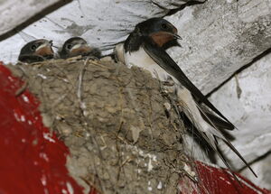 Barn Swallow