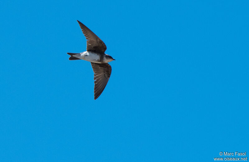 Brown-chested Martinadult, Flight