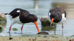 Eurasian Oystercatcher