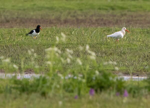 Eurasian Oystercatcher