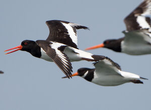 Eurasian Oystercatcher