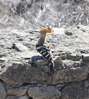 Eurasian Hoopoe 
&copy; Marc Fasol