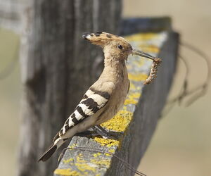 Eurasian Hoopoe 
&copy; Marc Fasol