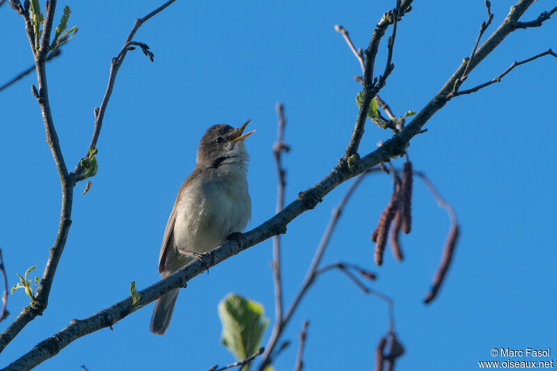 Booted Warbler male adult breeding, identification, song