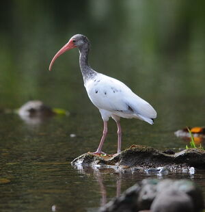 American White Ibis