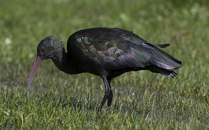 Puna Ibis
