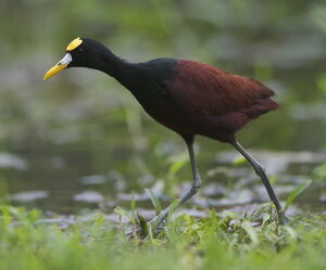 Northern Jacana