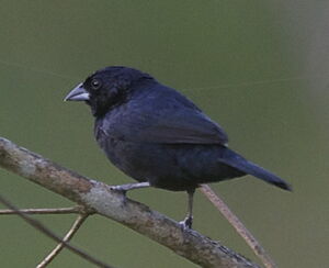 Blue-black Grassquit