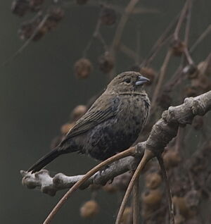 Blue-black Grassquit