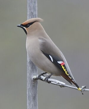 Bohemian Waxwing