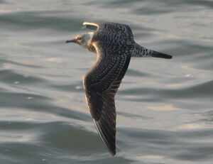 Long-tailed Jaeger
