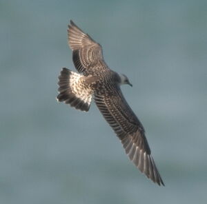 Long-tailed Jaeger