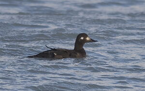 Velvet Scoter
