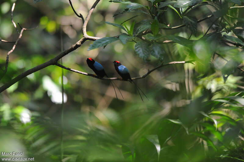 Long-tailed Manakin male adult, courting display