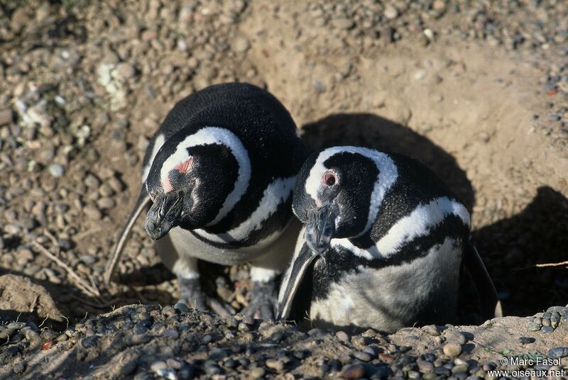 Magellanic Penguin adult, identification, Reproduction-nesting