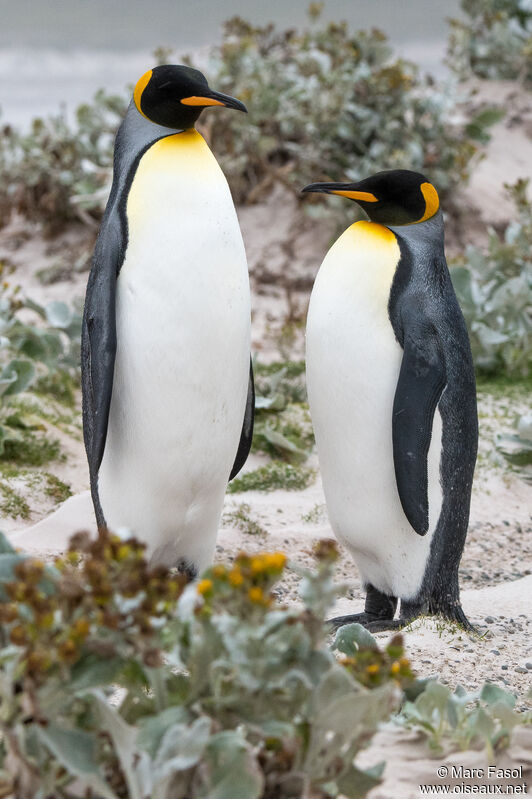 King Penguinadult breeding, walking