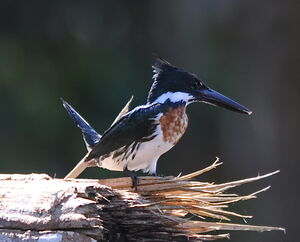 Amazon Kingfisher