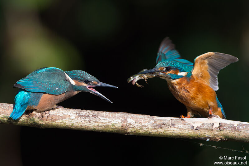 Common Kingfisher, identification, feeding habits, Reproduction-nesting