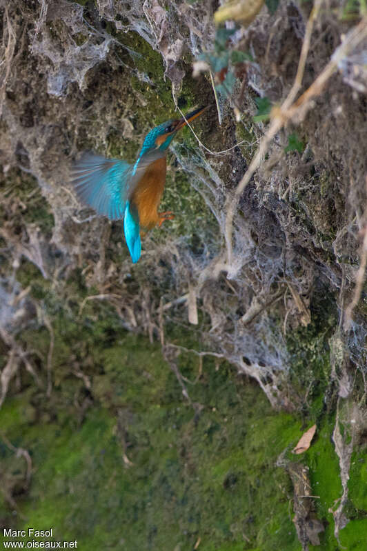 Common Kingfisher female adult, habitat, Flight, Reproduction-nesting
