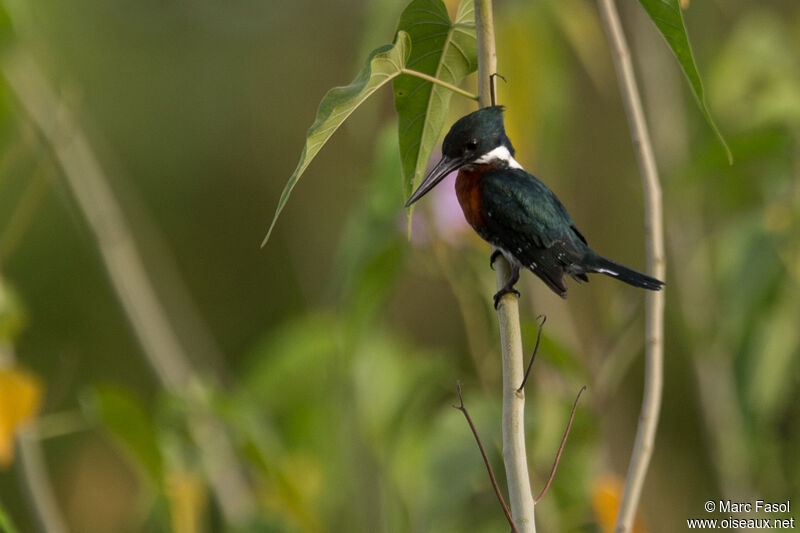 Green Kingfisher male adult, identification, fishing/hunting