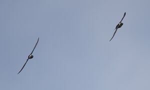White-collared Swift