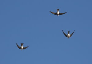 Alpine Swift