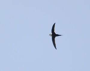 Lesser Swallow-tailed Swift